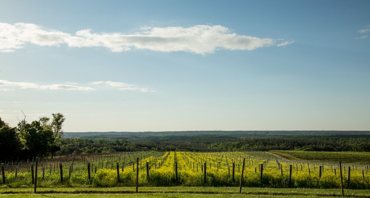 A scenic view of a vineyard with neat rows of grapevines stretching into the distance, green grass in the foreground, and a clear sky with a few scattered clouds above.