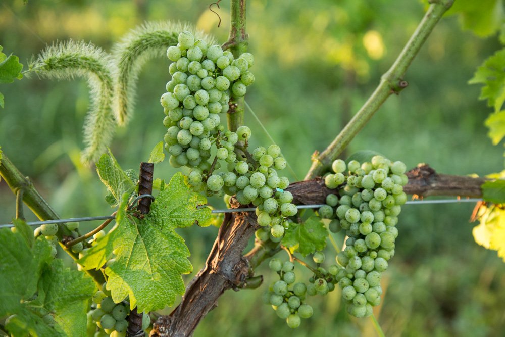 Close-up of green grape clusters ripening on a vine, surrounded by vibrant green leaves and softly lit by golden-hour sunlight in a vineyard.