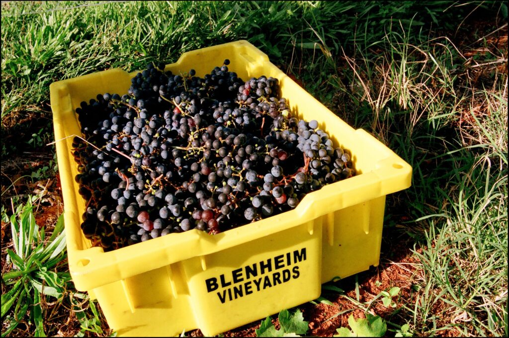 A yellow crate labeled "Blenheim Vineyards" is filled with freshly harvested black grapes and sits on green grass outdoors.