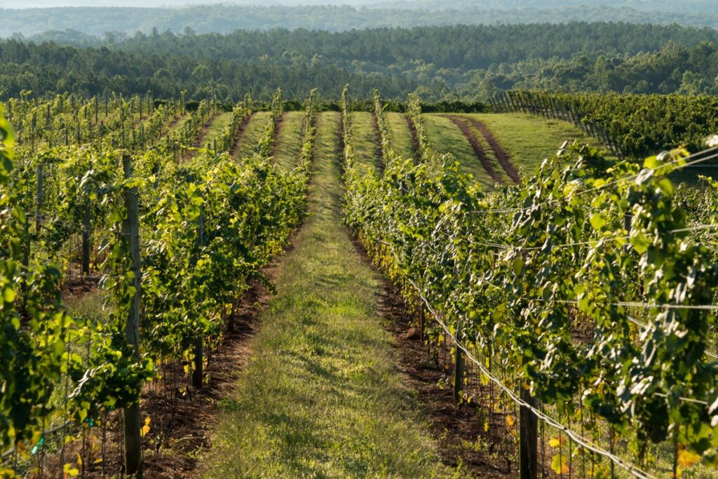 Rows of grapevines in a vineyard stretch into the distance, set on gentle rolling hills with a forested area and hazy blue sky in the background. Sunlight highlights the lush green leaves.