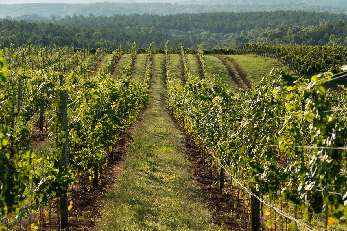 Rows of grapevines in a vineyard stretch into the distance, set on gentle rolling hills with a forested area and hazy blue sky in the background. Sunlight highlights the lush green leaves.
