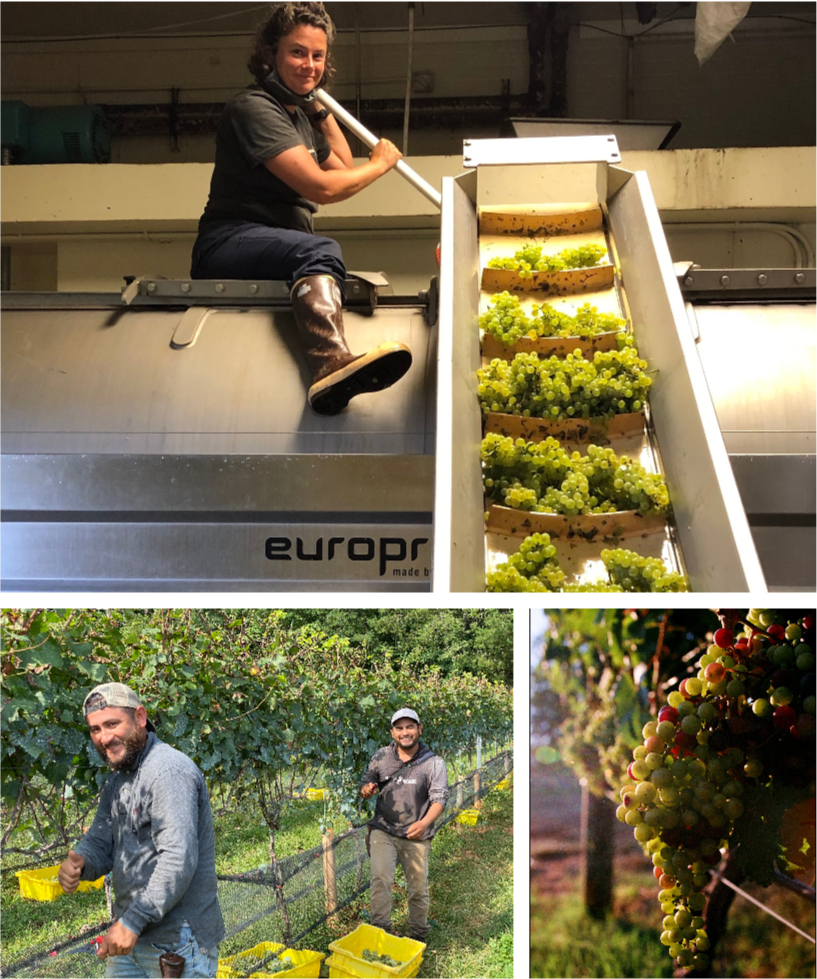 A woman sits atop a grape pressing machine filled with green grapes, while two people harvest grapes in a vineyard below; a close-up shows clustered grapes on the vine in sunlight.