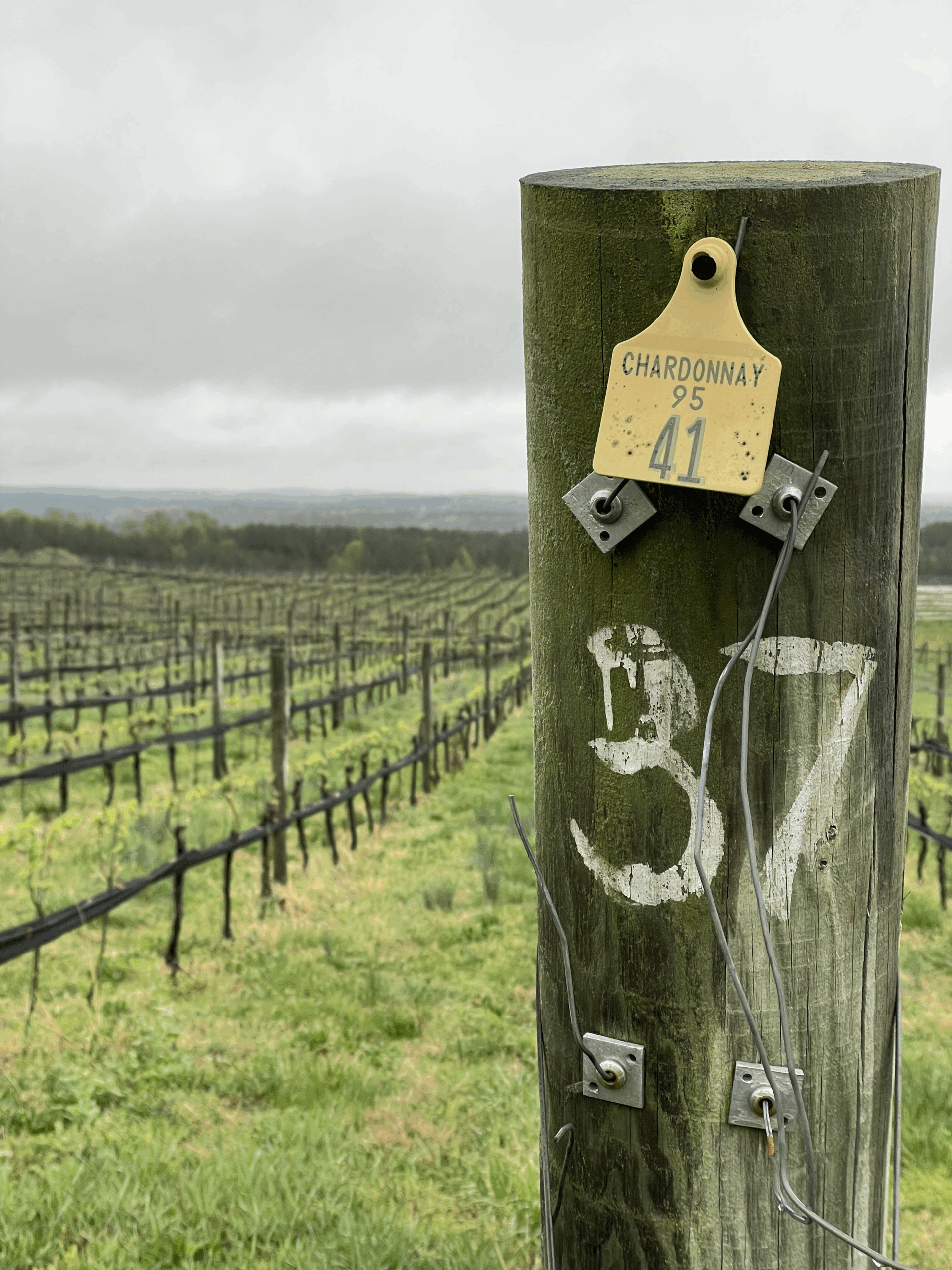 A wooden vineyard post marked with the white number "37" stands in the foreground. Attached to it is a yellow tag labeled "CHARDONNAY 95 - 41," indicating the grape variety and block or row number. In the background, rows of grapevines stretch into the distance under a cloudy, overcast sky, with green grass growing between the rows and forested hills visible on the horizon.