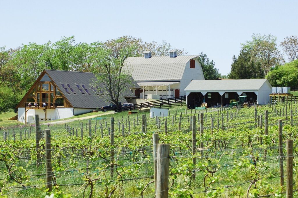 A vineyard with rows of grapevines in the foreground and a cluster of farm buildings, including a barn and greenhouse, surrounded by trees in the background under a clear sky.